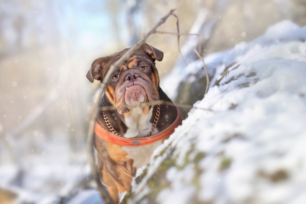 Photograph by Devon Rex