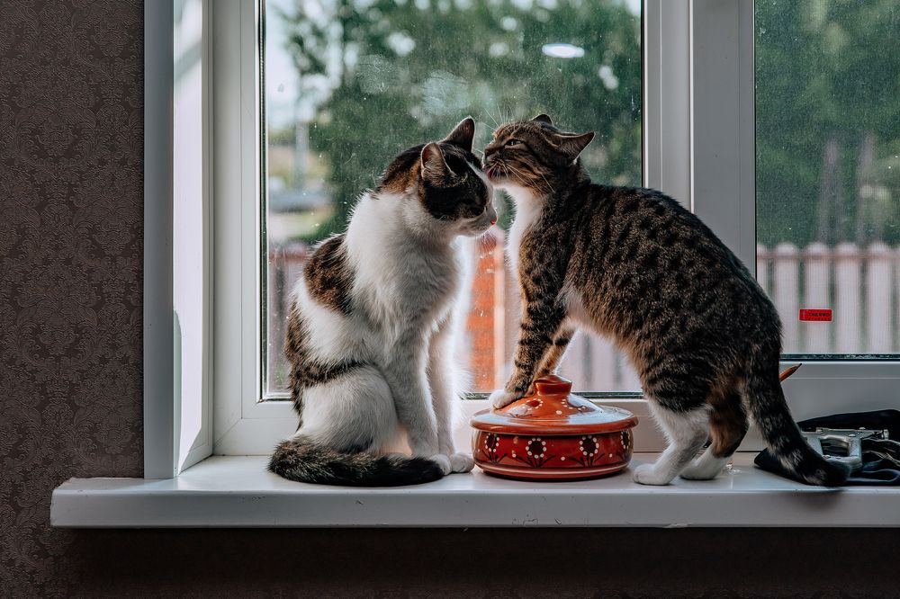 Photograph by Анастасия Сауль