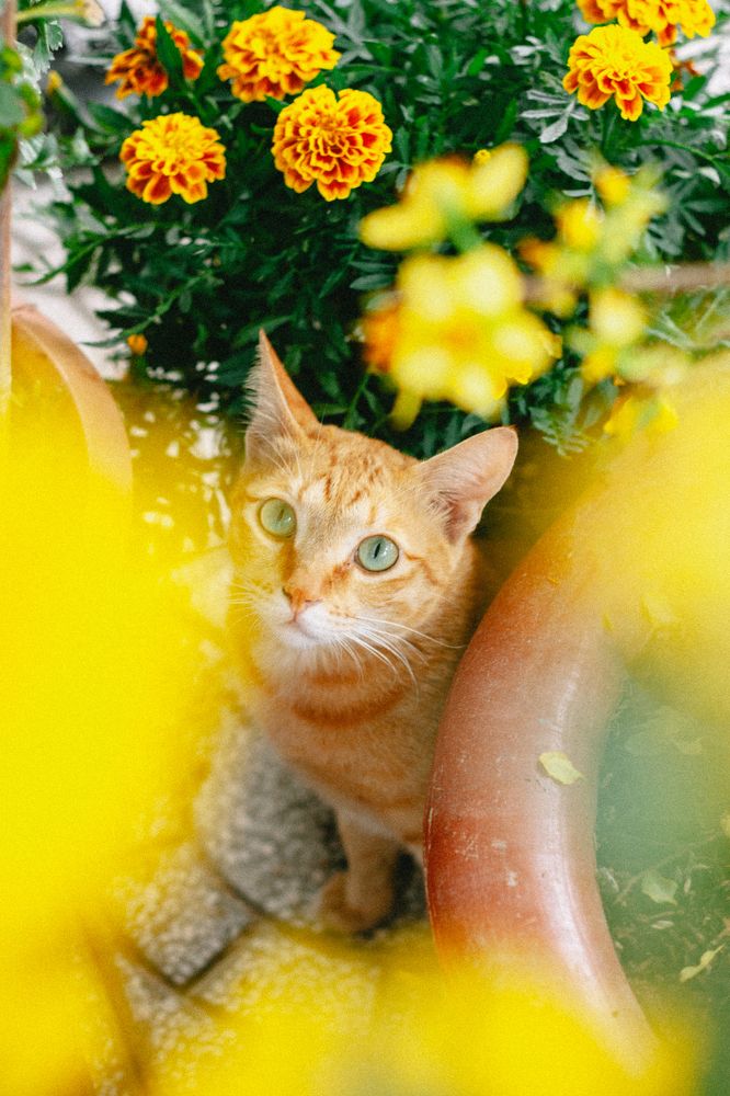 Photograph by Huỳnh Trường