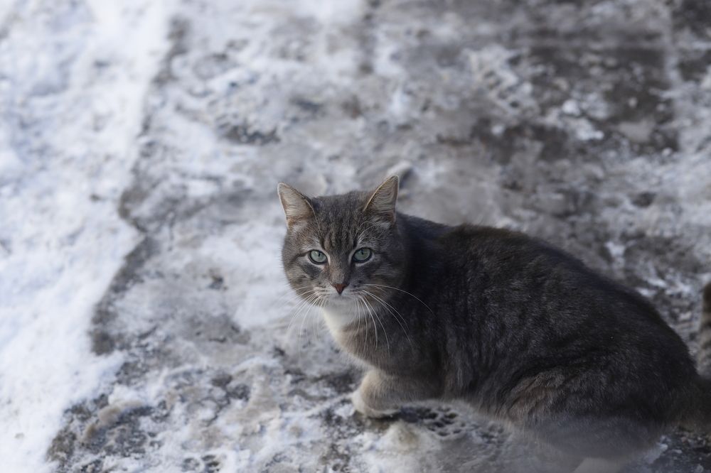 Фотография автора Татьяна Васильева