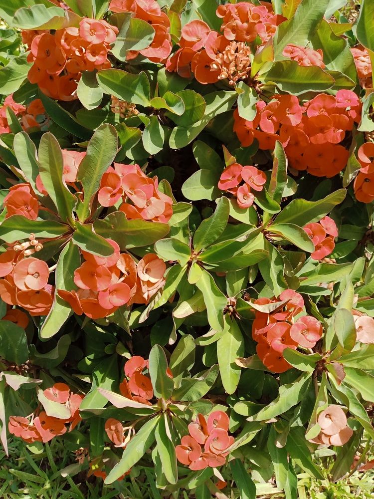 Photograph by maiga mamadou