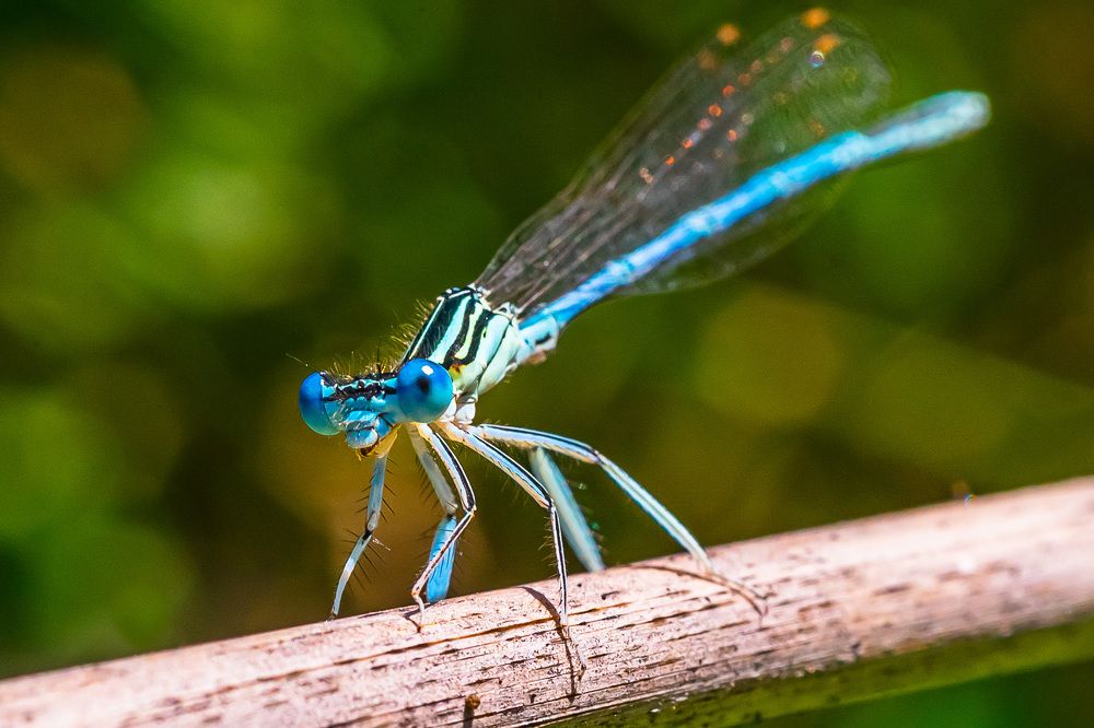 Стрекоза Стрелка.