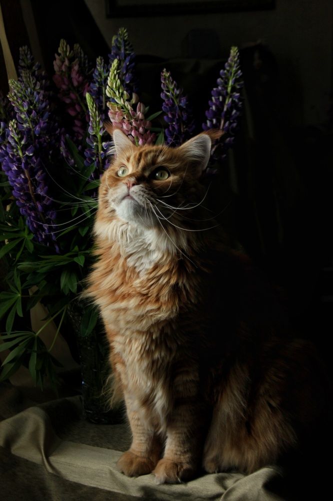 Photograph by Angelica Medvedeva