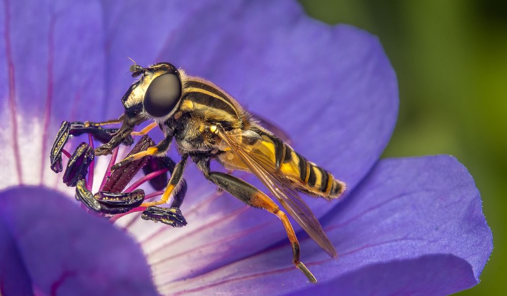 Photograph by heymans Tiffany