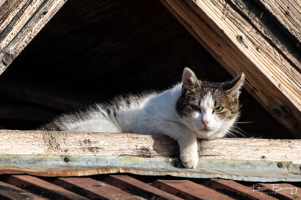 Photograph by levi bagy