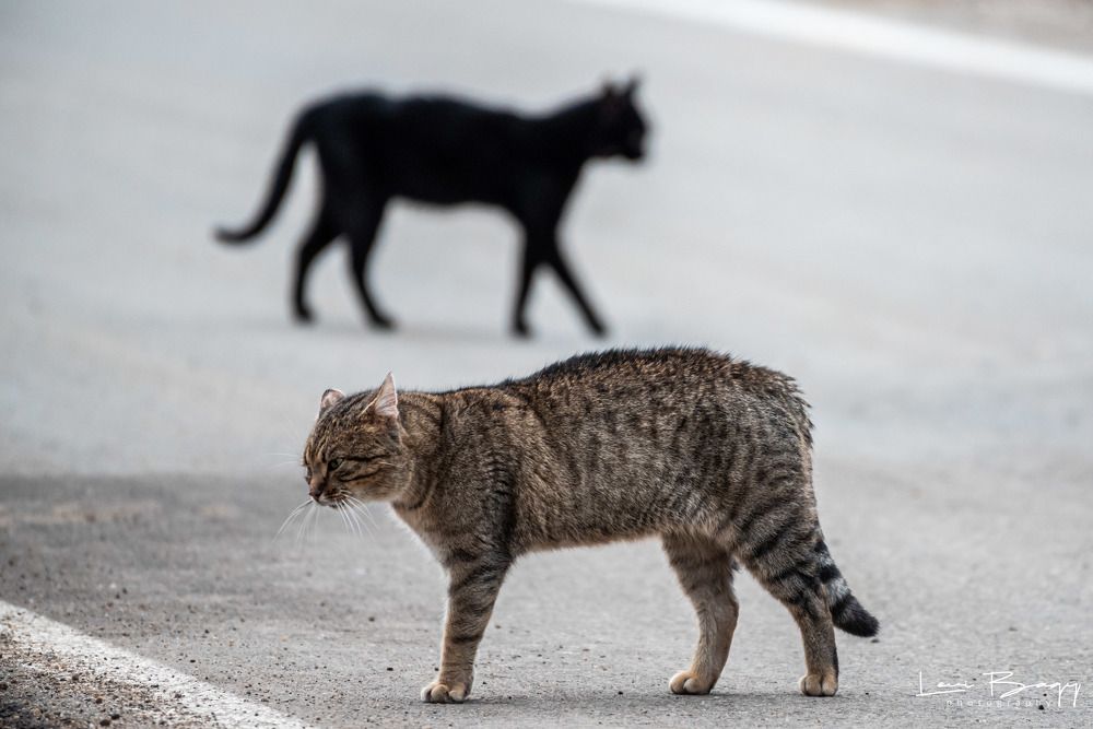 Photograph by levi bagy