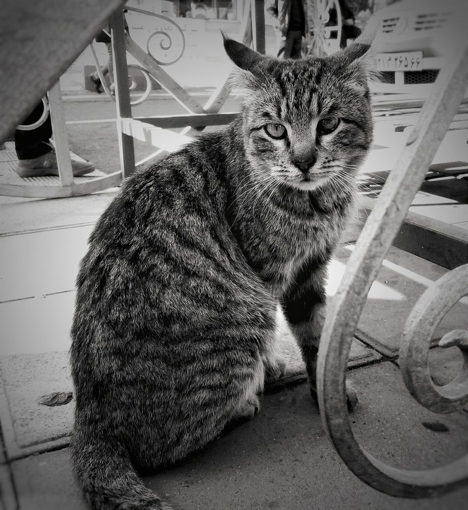 Photograph by Nushin Saboohi