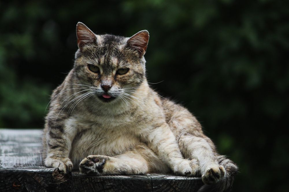 Photograph by Валерия Гончарова-Горобченко