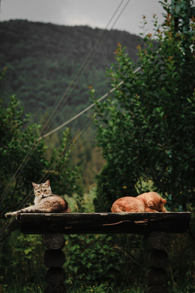 Photograph by Валерия Гончарова-Горобченко