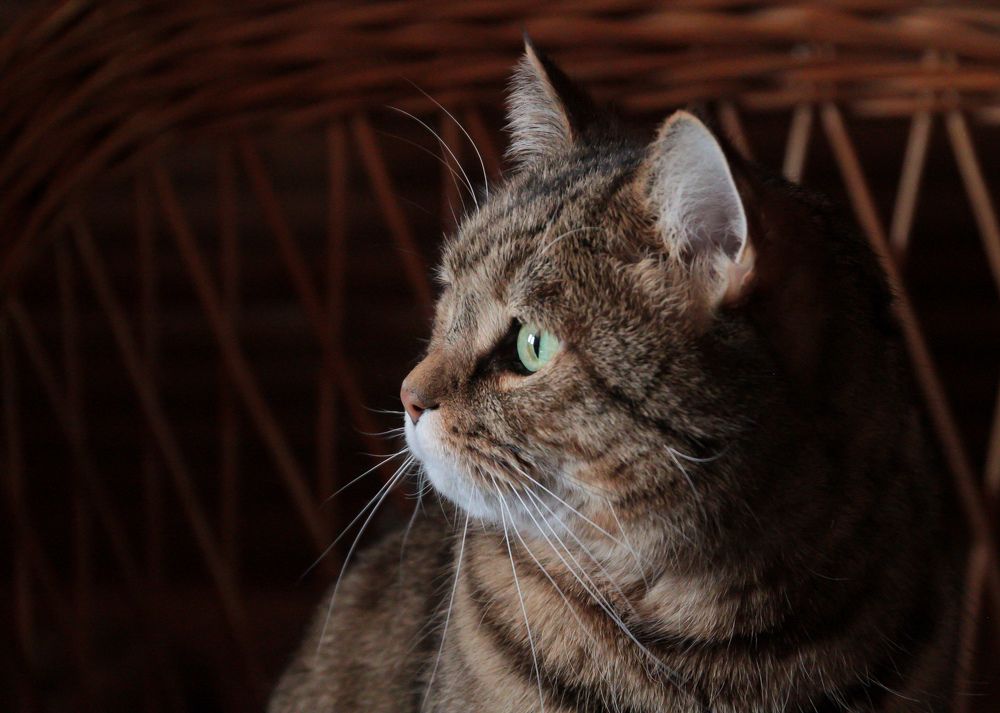 Photograph by Наталья Рябоконенко