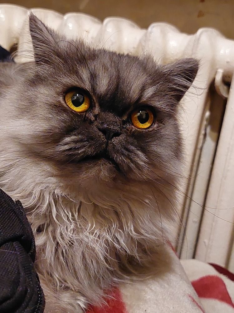 Фотография автора Мария Коледа