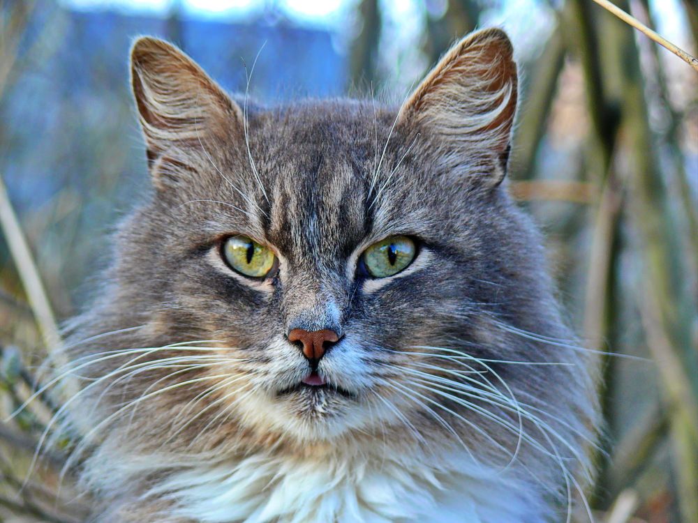 Фотография автора Анатолий Борисов