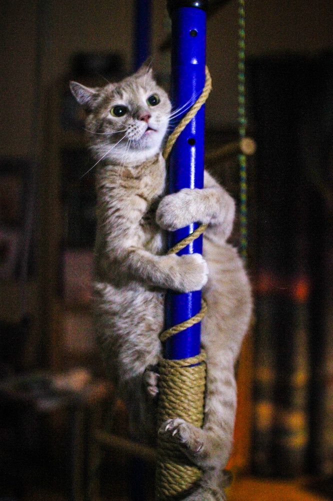 Фотография автора Ирина Гриценко