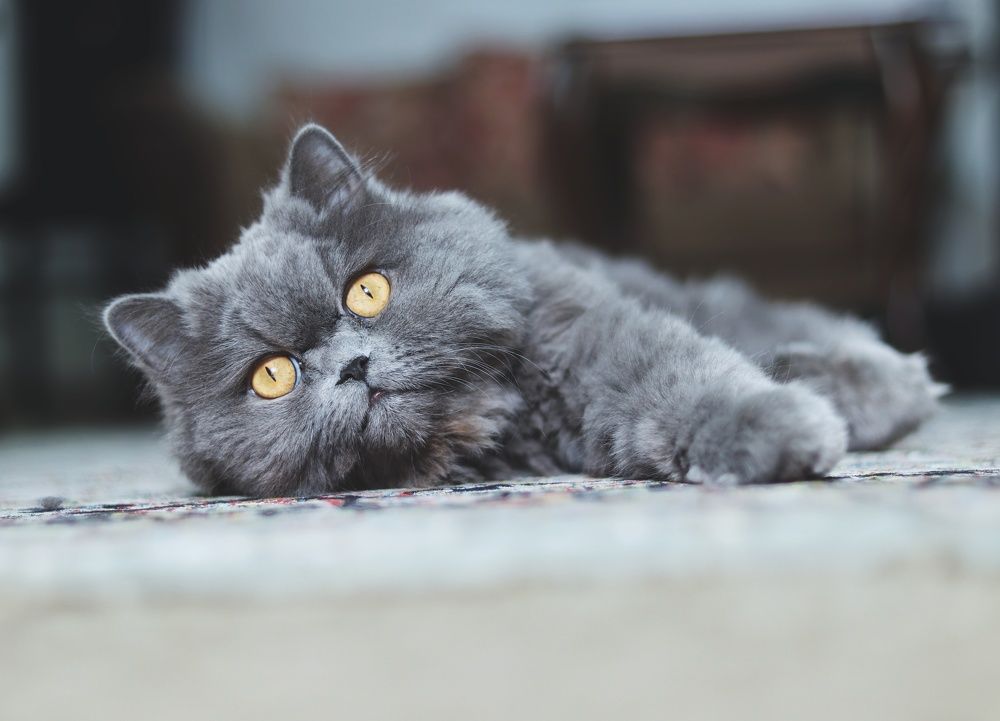 Photograph by amin roshan afshar