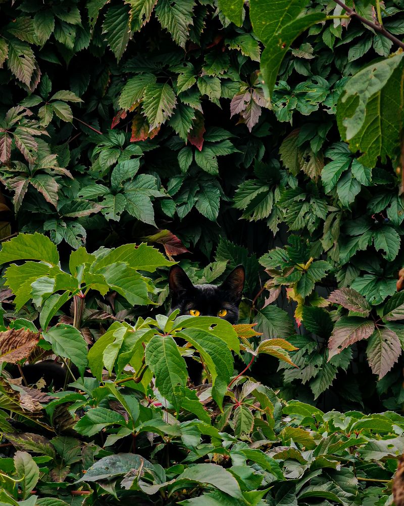 Фотография автора Дмитрий