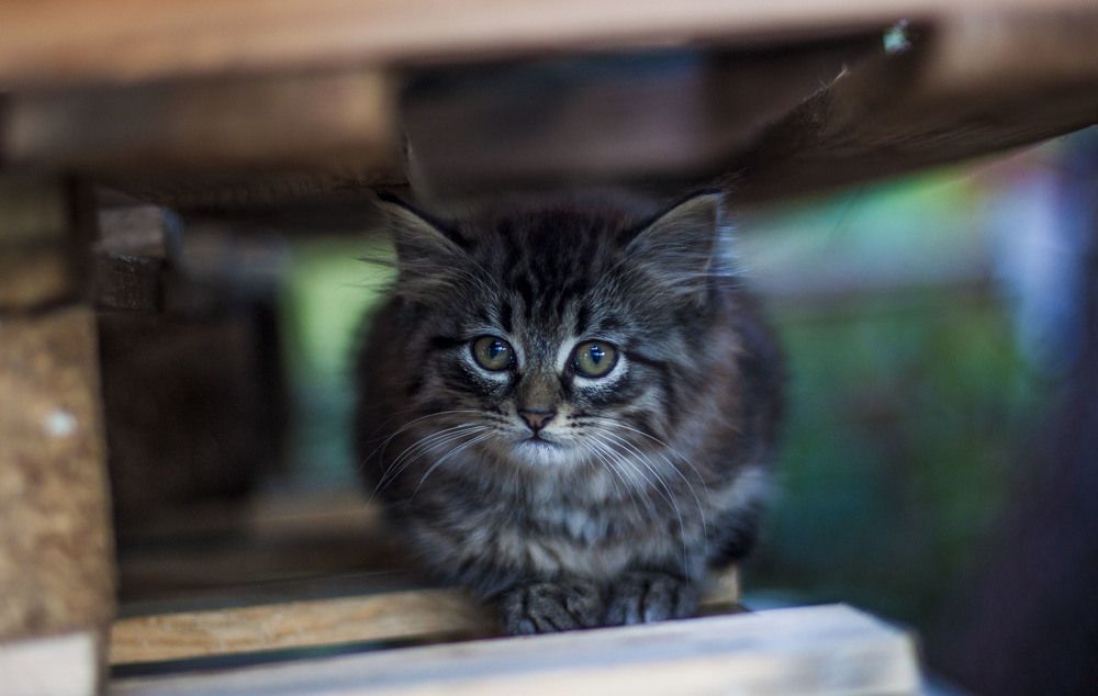 Photograph by Ольга Левакова