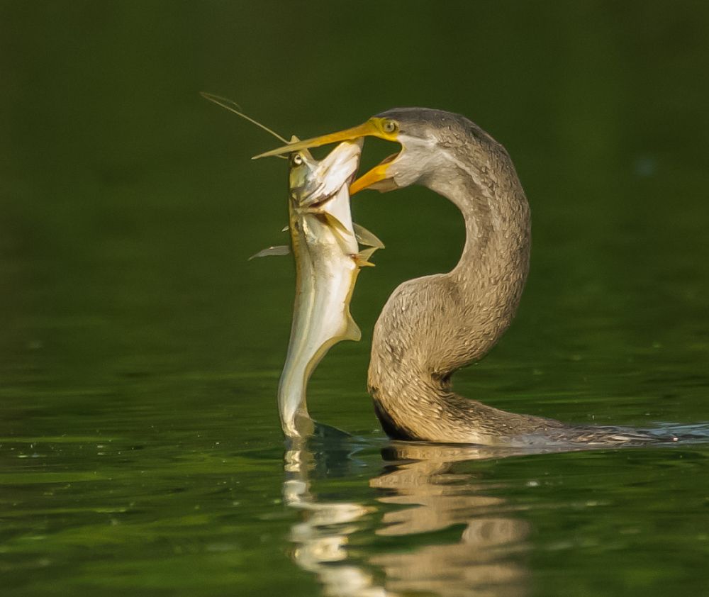 Oriental Darter with fish catch
