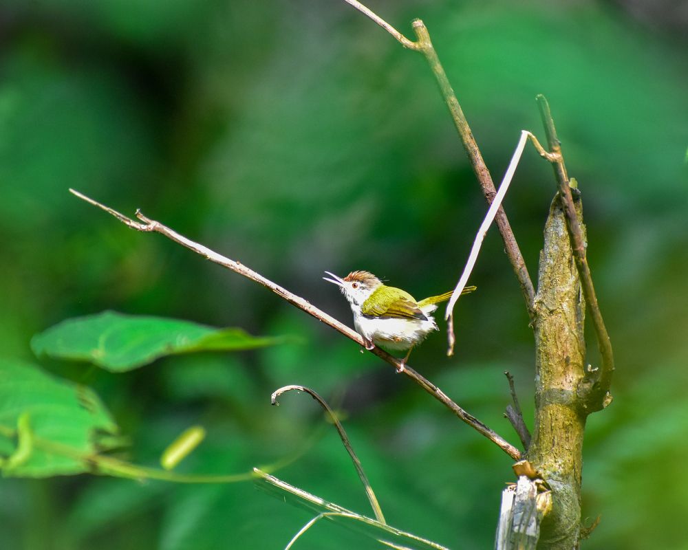 Photograph by Hussain Mahammad