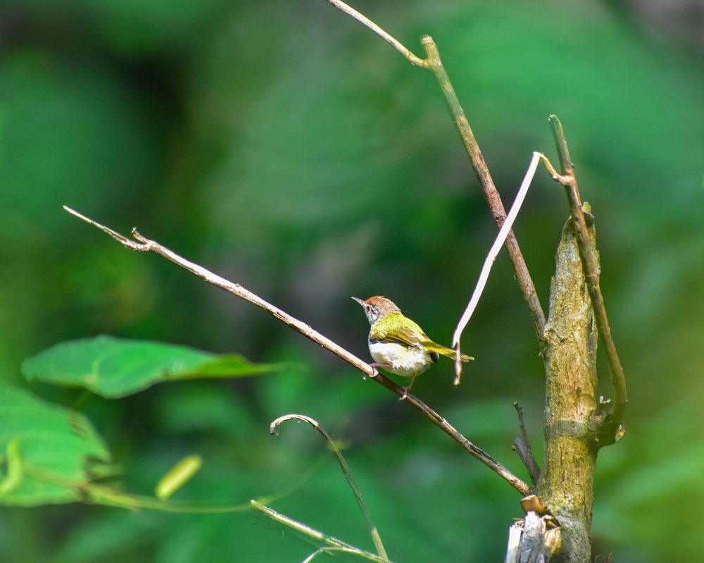 Photograph by Hussain Mahammad