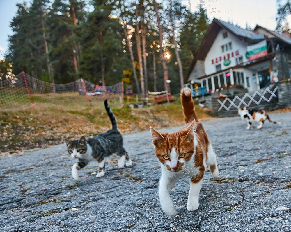 Photograph by  Dimitar