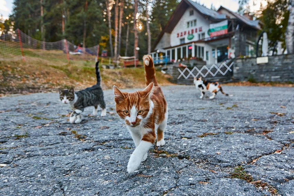 Photograph by  Dimitar