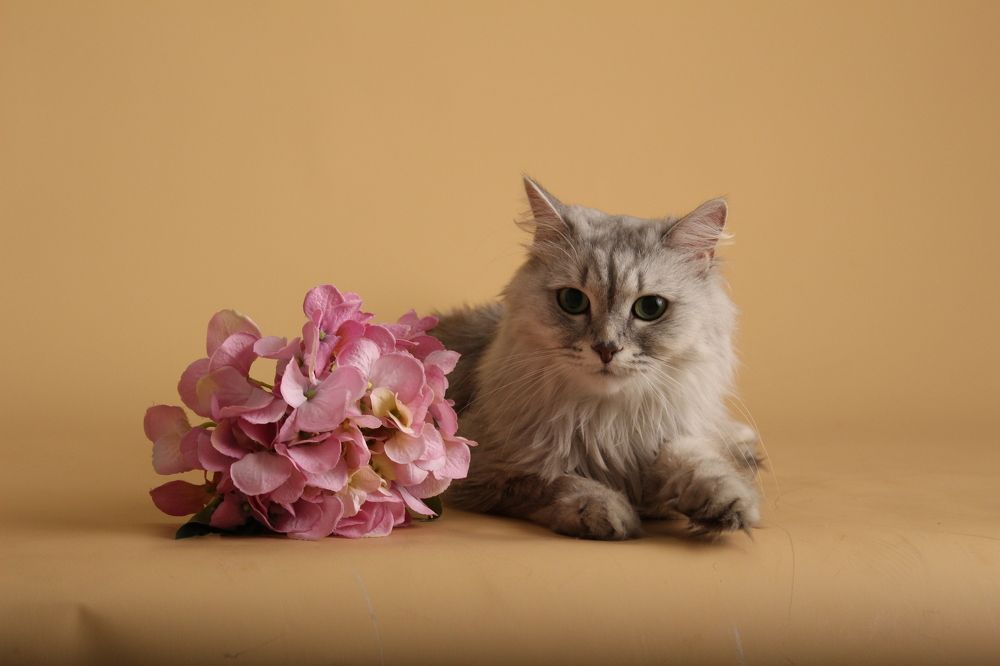 Photograph by София Орлова