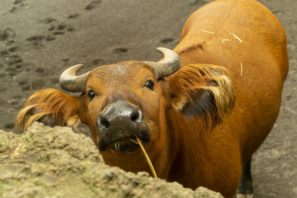 Photograph by Pablo Garces Margaix