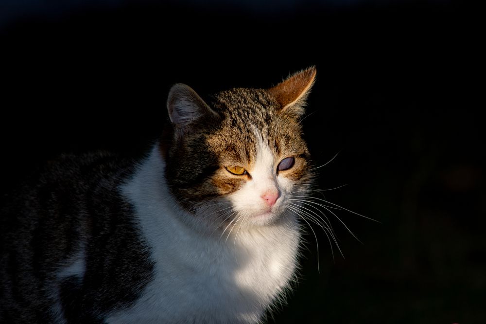 Photograph by Livno&Dinaric Wildlife