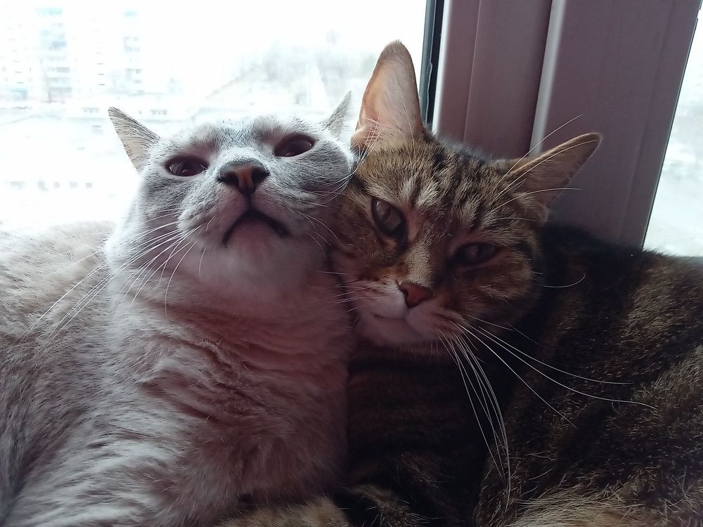 Photo #9004324