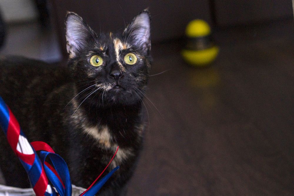 Фотография автора Ирина Зайцева