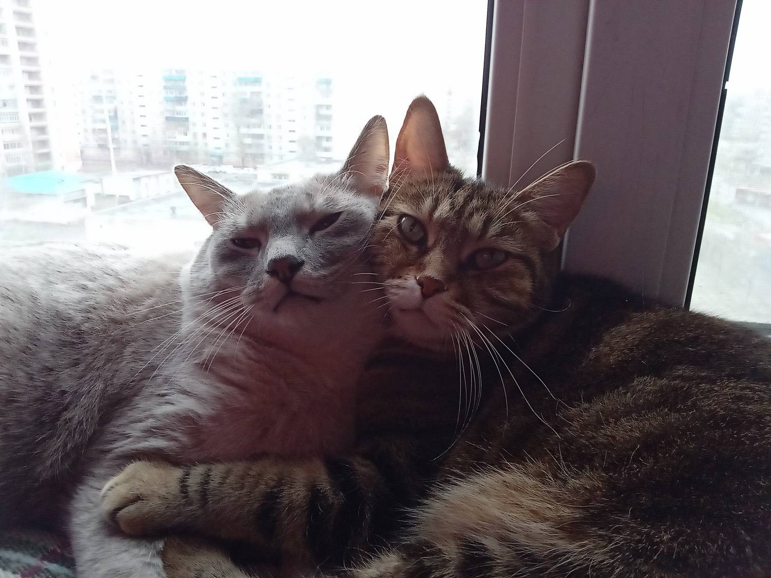 Photo #9004341