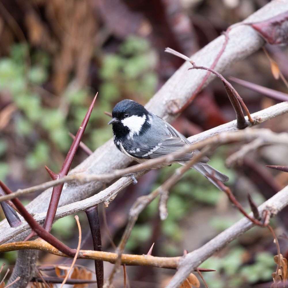Photograph by Mahmut YILMAZ