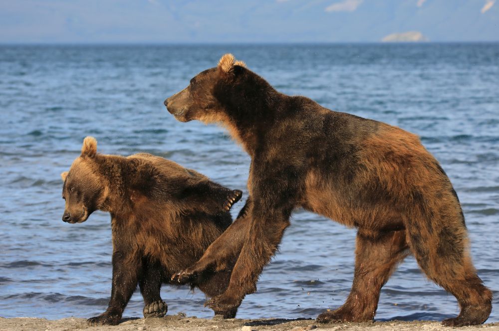 Фотография автора Boris Konovalov