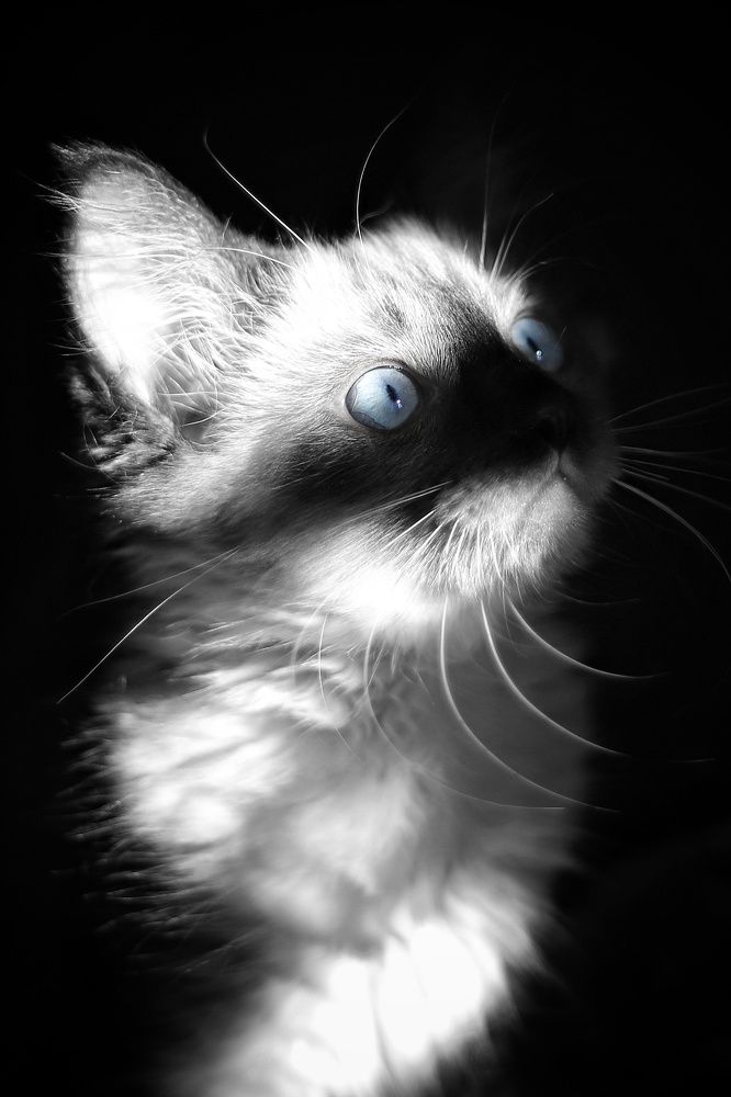 Фотография автора Елена Кириллова