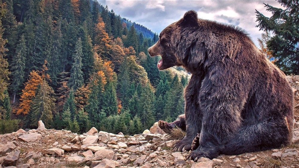 Вызываю на поединок