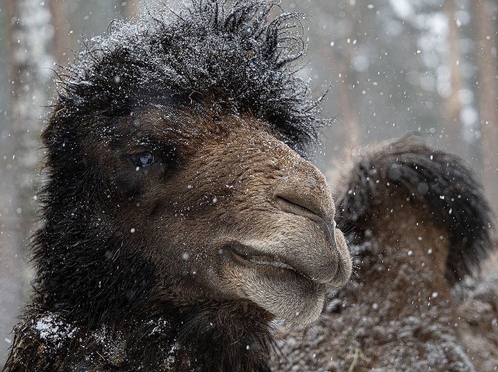 Фотография автора Елена Бурцева