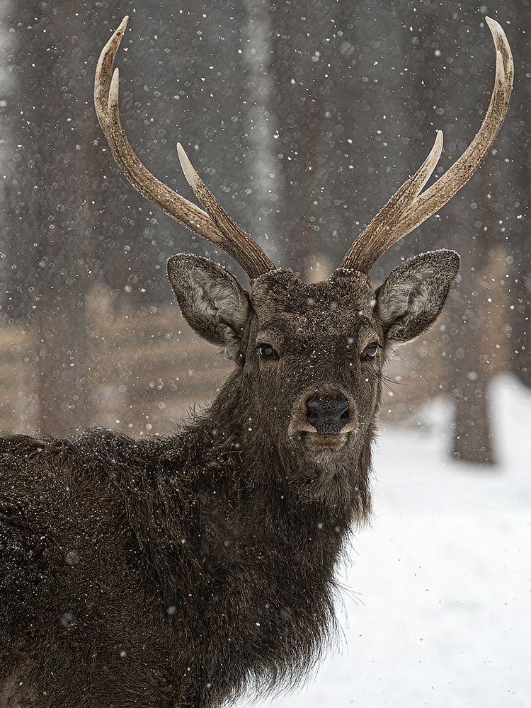 Фотография автора Елена Бурцева