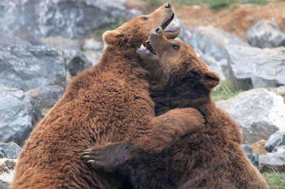 Фотография автора caroline martin (dony)