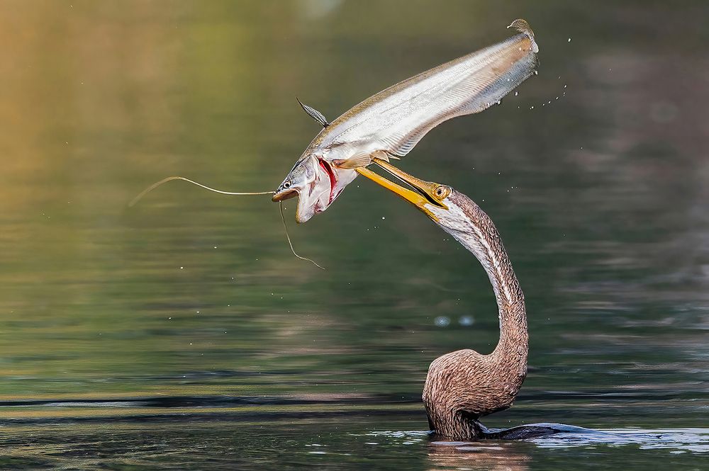 Photograph by Mrinal Sen