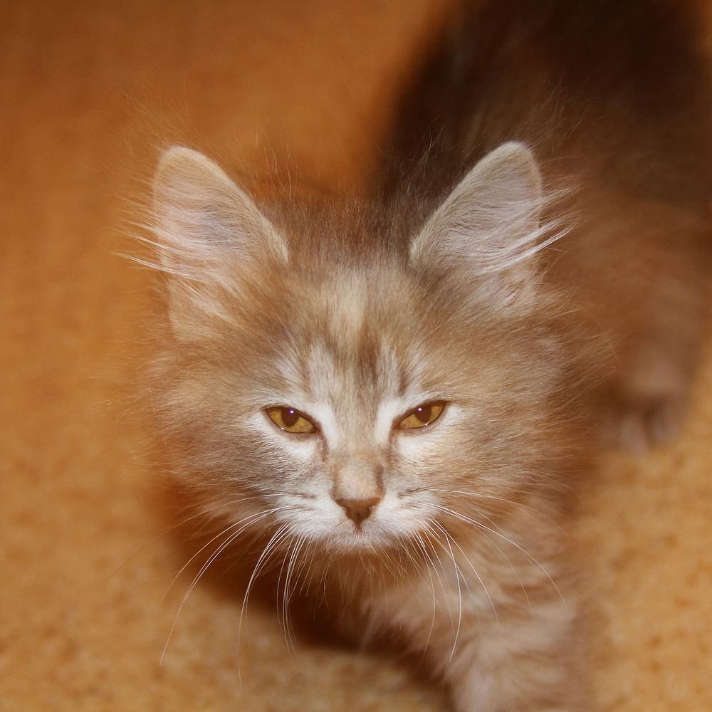 В глаза смотреть...