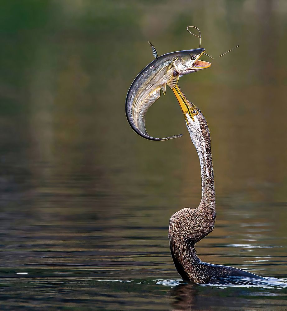 Photograph by Mrinal Sen