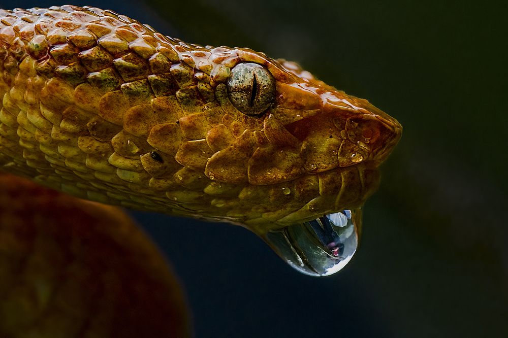 Photograph by Mrinal Sen