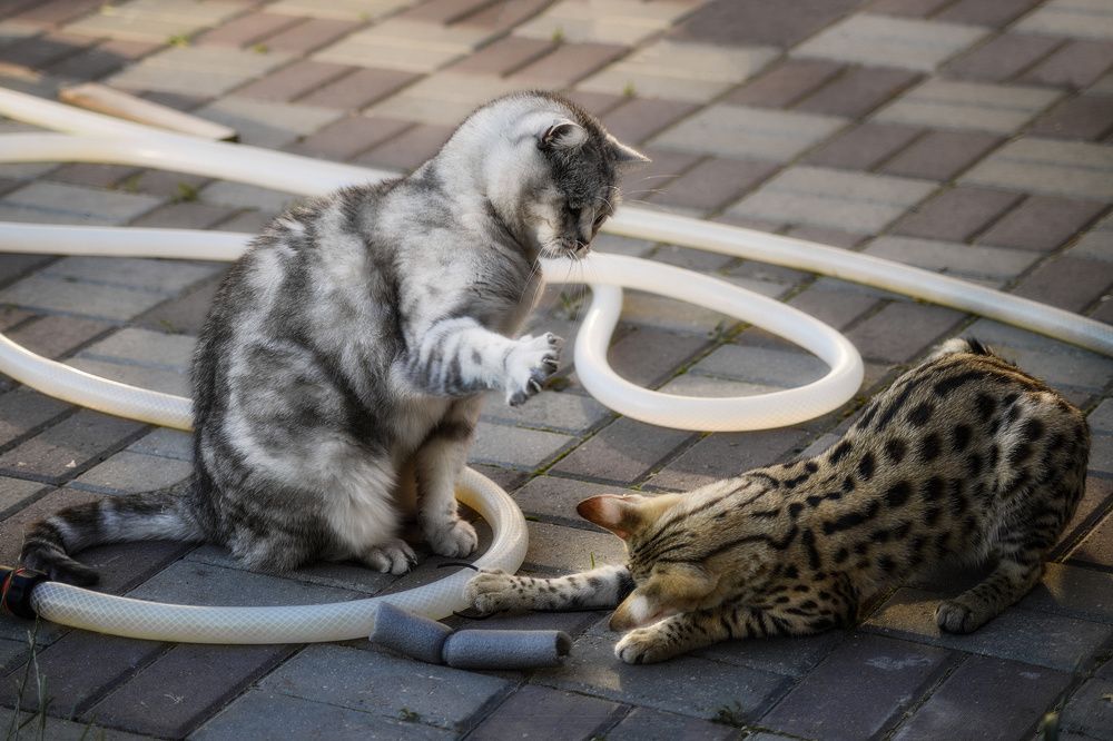 Фотография автора Валерий Лушин