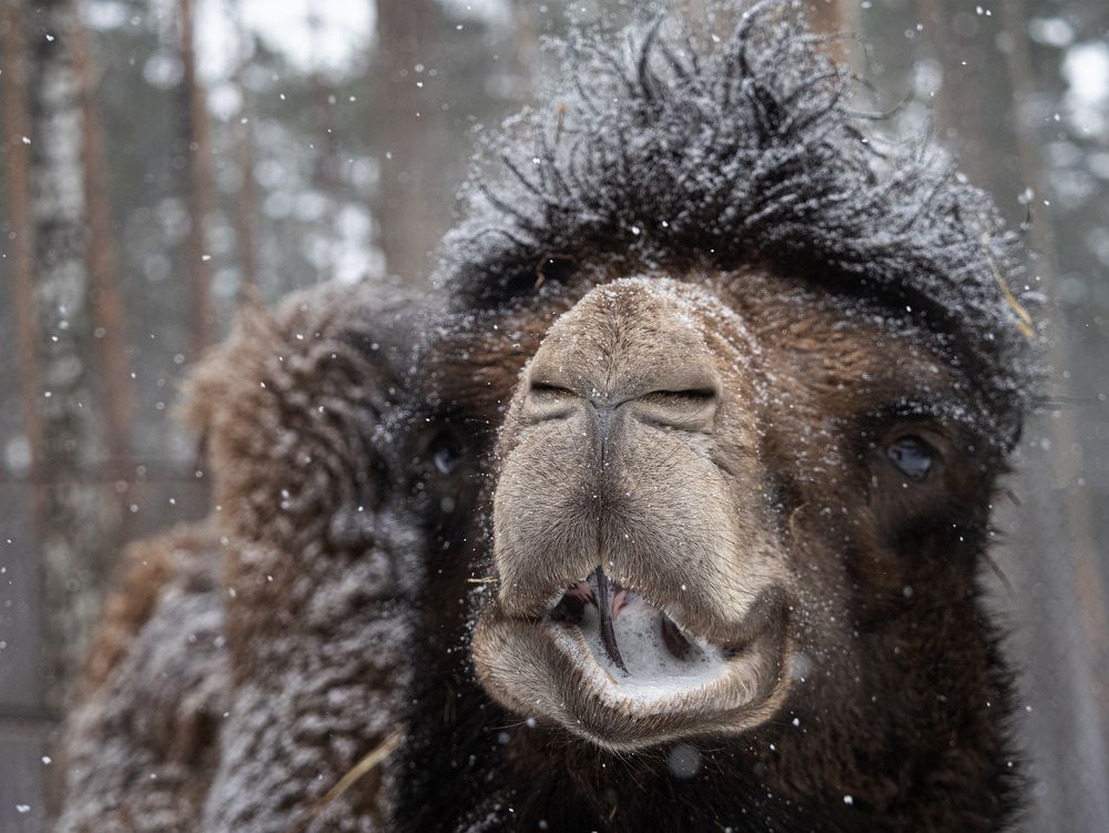 Фотография автора Елена Бурцева