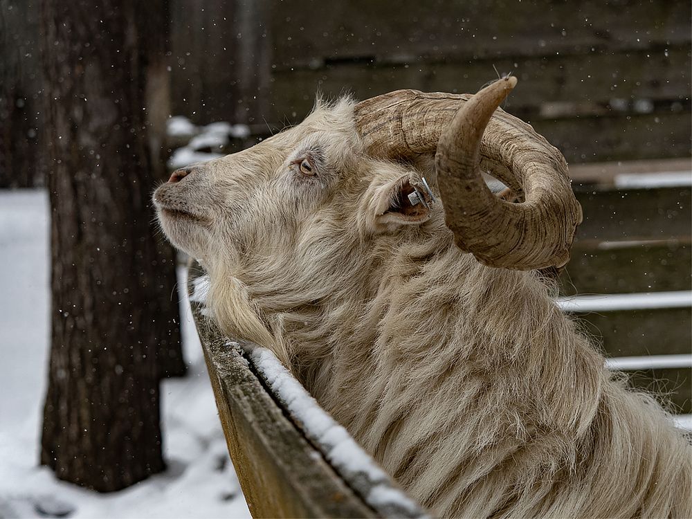 Фотография автора Елена Бурцева