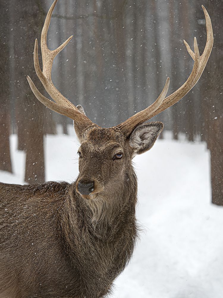 Фотография автора Елена Бурцева