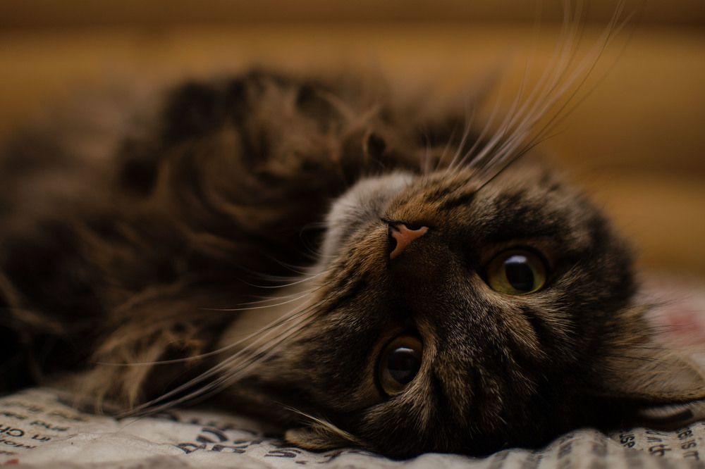 Photograph by Диана Салахова