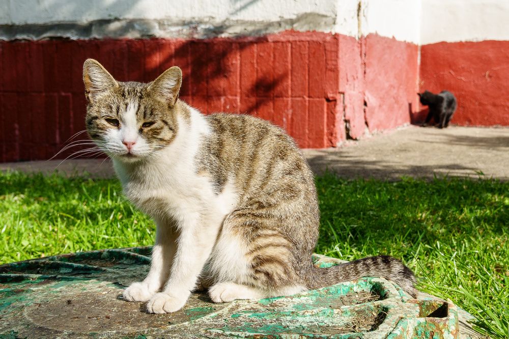 Photograph by Сергей Пестерев