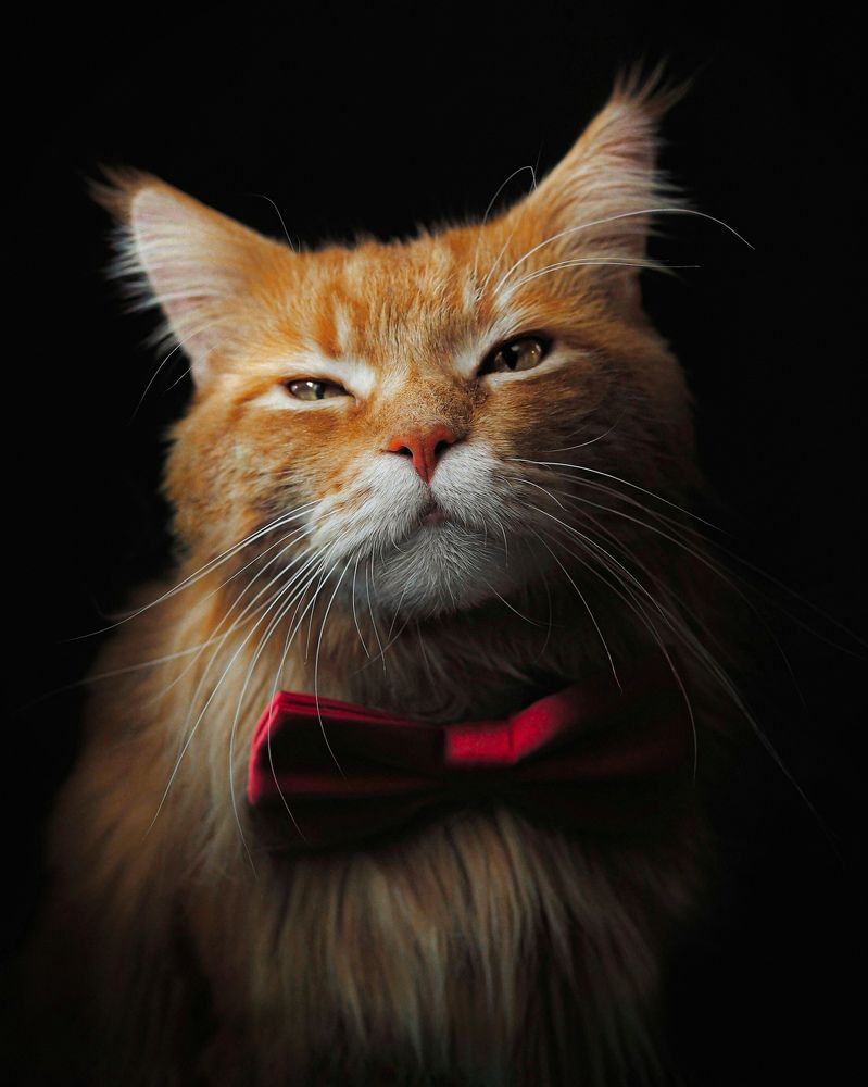 The Concert Had a Success