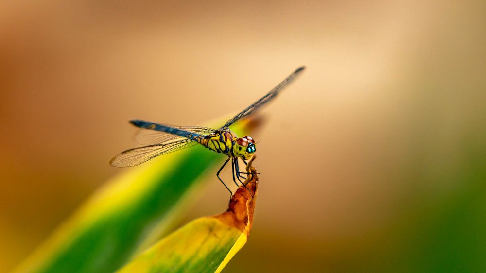 Photograph by Farrukh Sidddiqi